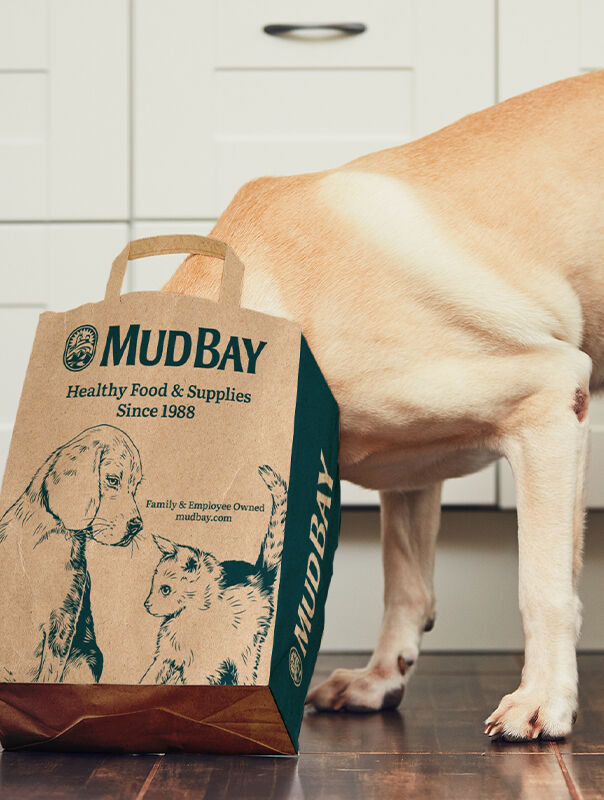 dog with head inside Mud Bay shopping bag